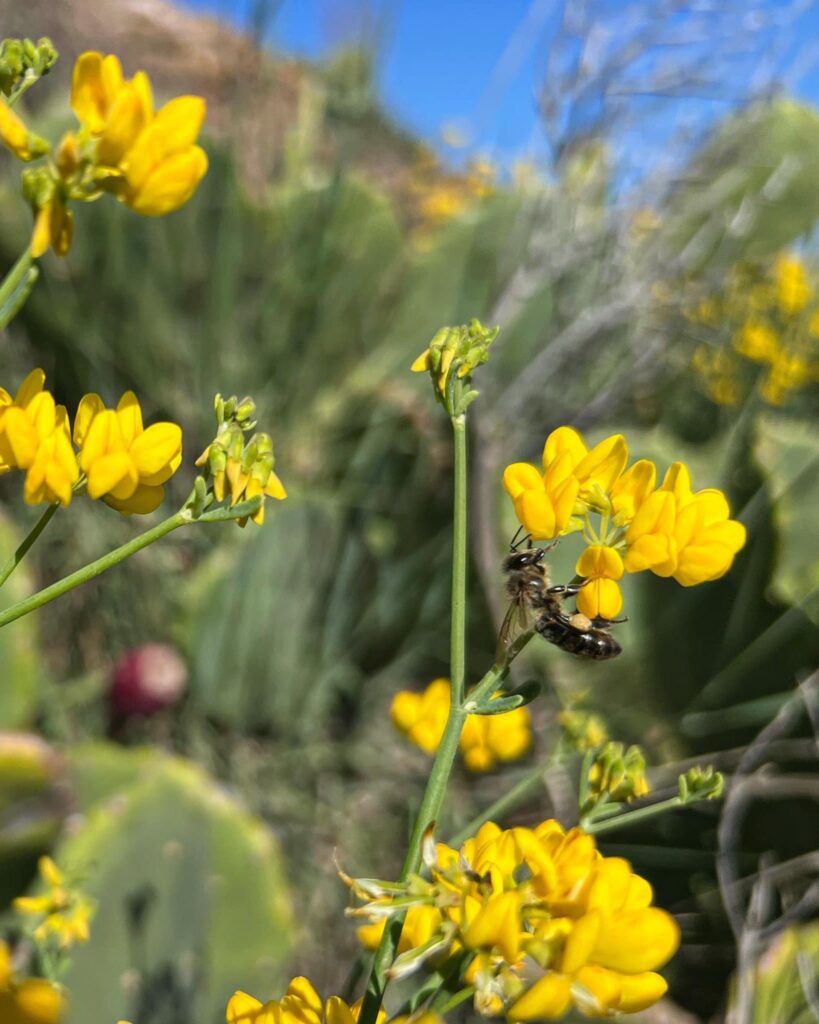 Variété de miel la garrigue