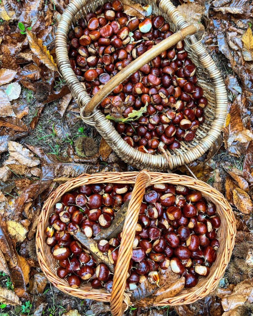 Variété de miel châtaigne