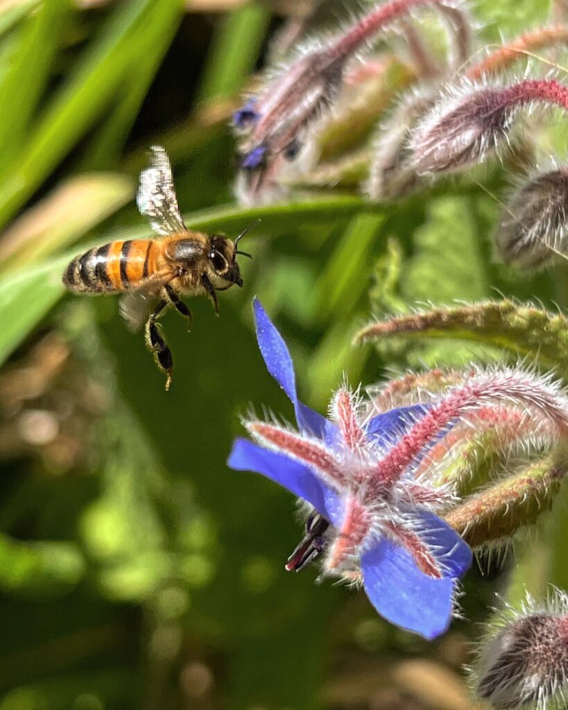 Les abeilles, la pollinisation et l'environnement