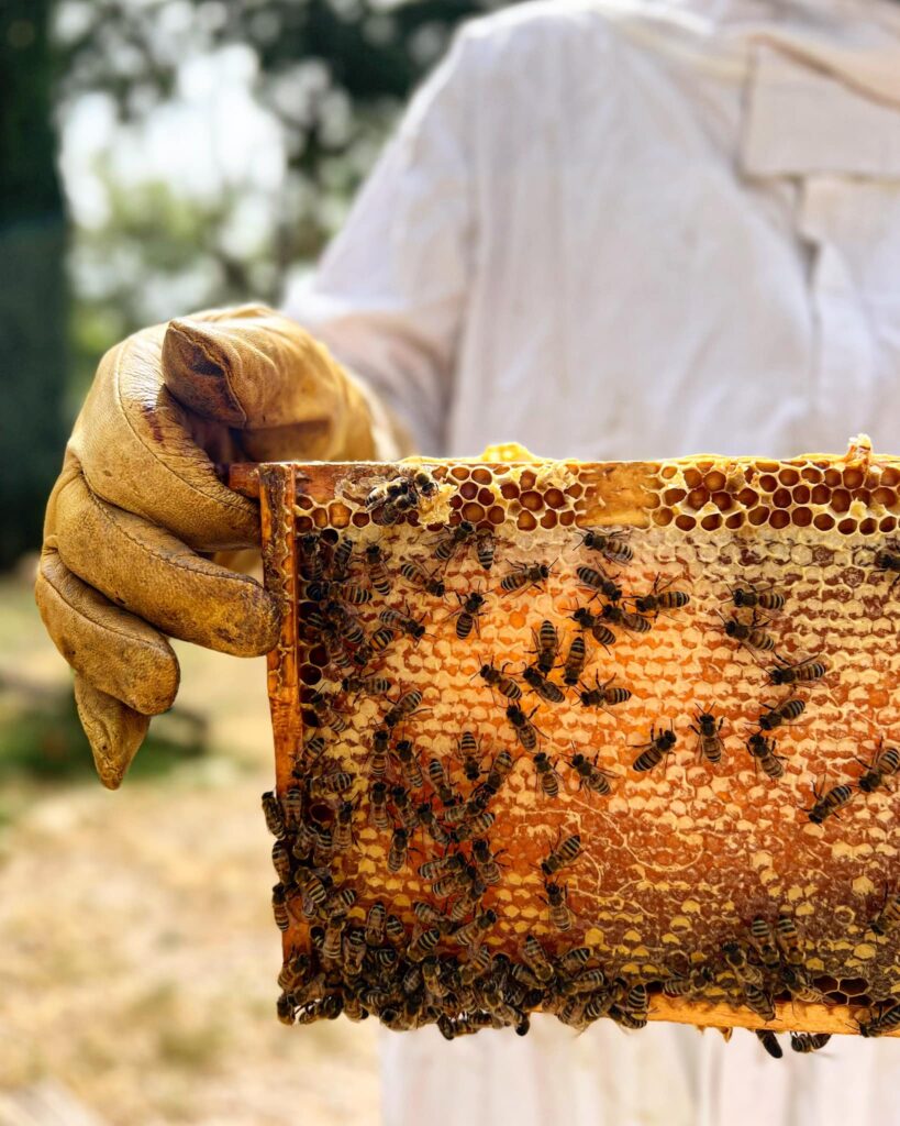 Initiation apiculture