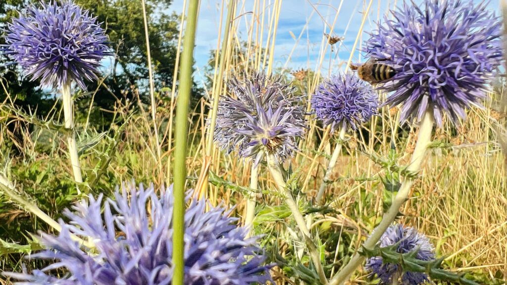 Les abeilles, la pollinisation et l'environnement