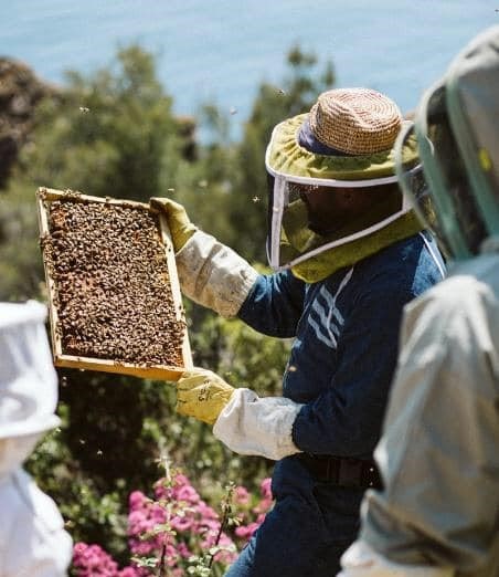 Initiation apiculture